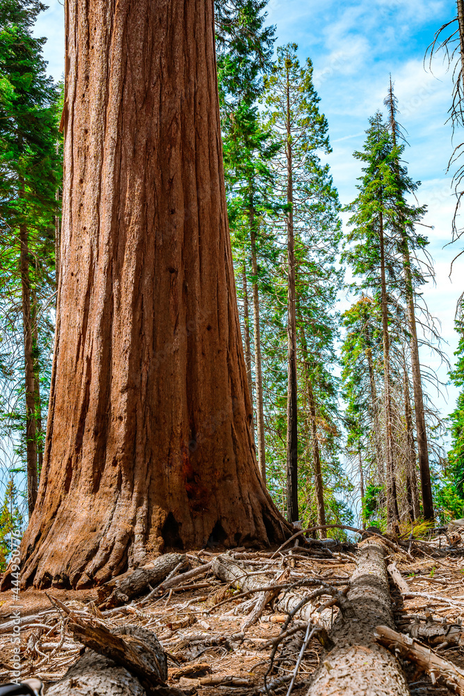 Beautiful forest landscape with hiking trails in Sequoia National Park USA Beautiful forest landscape with hiking trails in Sequoia National Park USA
