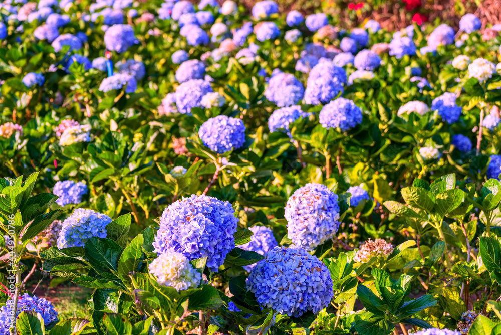 Blooming blue hydrangeas flowers in the garden. Blooming blue hydrangeas flowers in the garden.