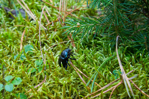 dor beetle, Geotrupes stercorosus among moss. Dora beetle, Geotrupes stercorosus among the moss. Blue and black beetle in the forest