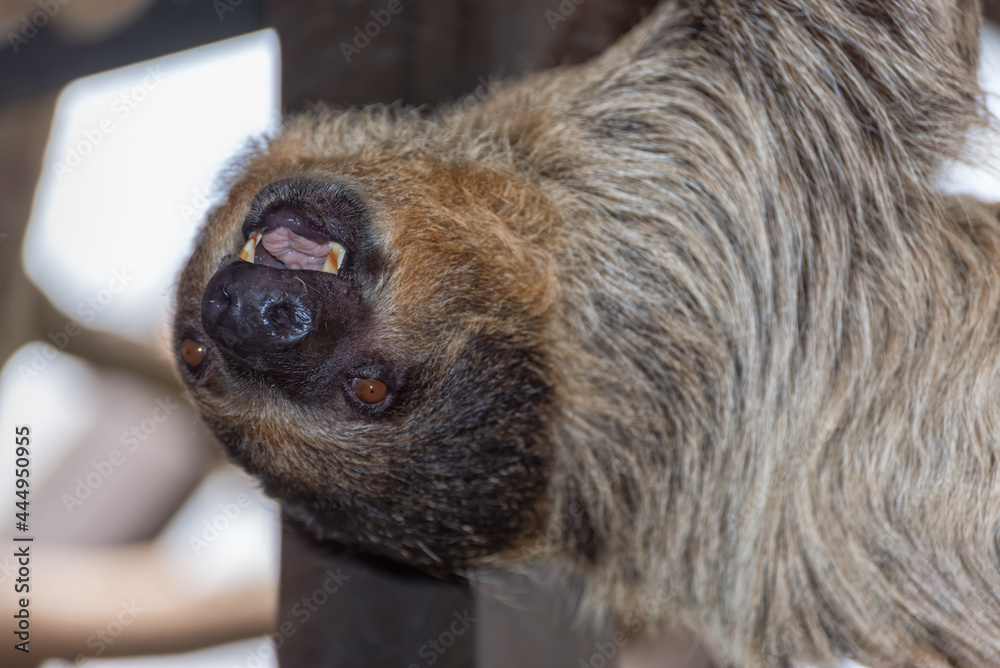 Obraz premium Sloth is hanging upside down in the tree. Portrait