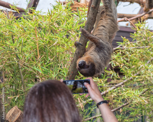 Sloth is hanging upside down in the tree. A girl makes a photo of the sloth photo