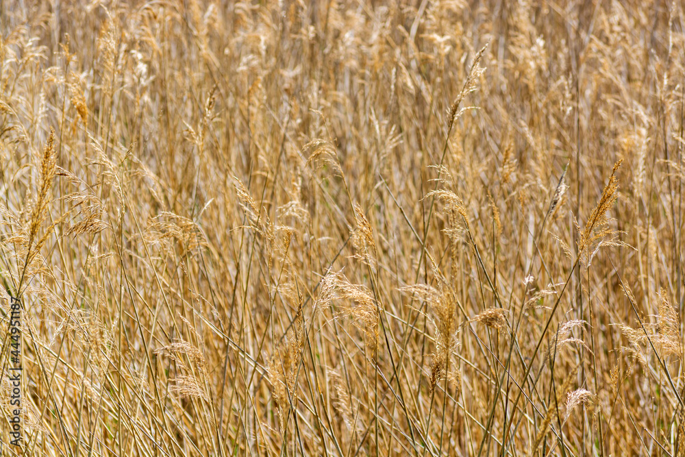 Abstract pattern and texture of dry grass in golden colour - nature background 4 Abstract pattern and texture of dry grass in golden colour - nature background 4