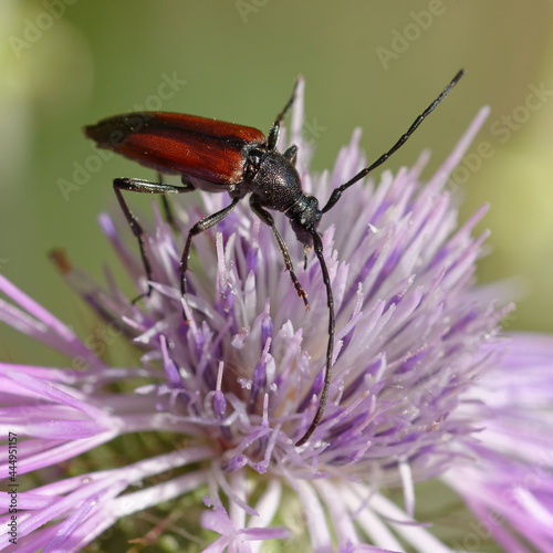 Longhorn beetle (Stenurella bifasciata) on a flower © André LABETAA