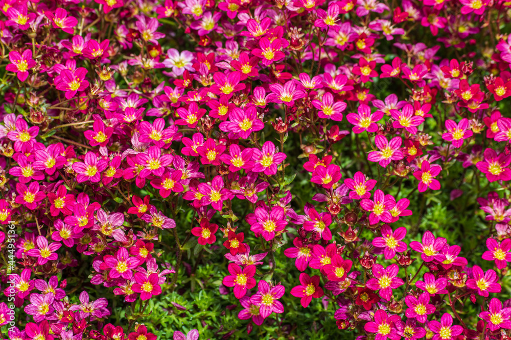 Close-up of tiny bright red flowers of Rockfoil, mossy Saxifrage plant blooming in late Spring