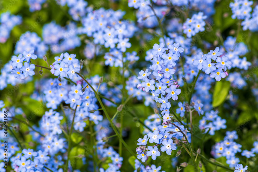 Close-up of Forget-me-not flowers blooming in late Spring 3 Close-up of Forget-me-not flowers blooming in late Spring 3