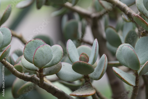 silver dollar jade outdoors - under overcast skies -Crassula Arborescens