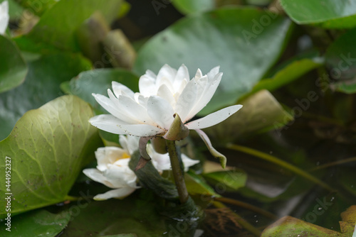 white lily blossom with long stem covered with aquatic insects in a pool of water