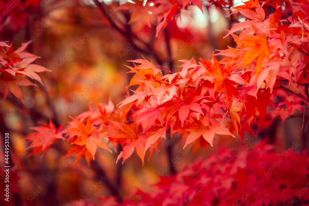 Beautiful red maple leaves in autumn, beautiful autumn leave background Beautiful red maple leaves in autumn, beautiful autumn leave background