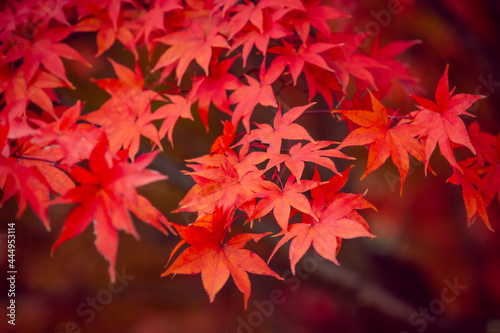 Beautiful red maple leaves in autumn  beautiful autumn leave background