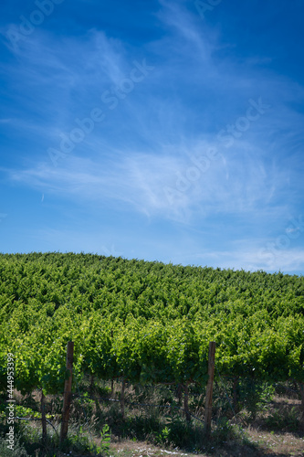 Rows of vine in the Yakima Valley in the summer