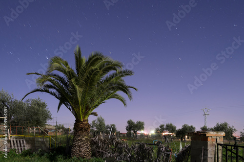 Palm trees at night.