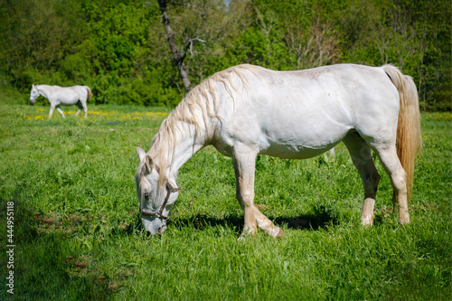 Fényképezés Beautiful white Lipizzan in Lipica meadows