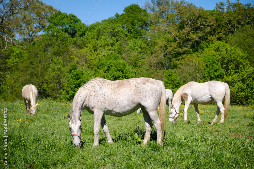 Beautiful white Lipizzan in Lipica meadows Beautiful white Lipizzan in Lipica meadows