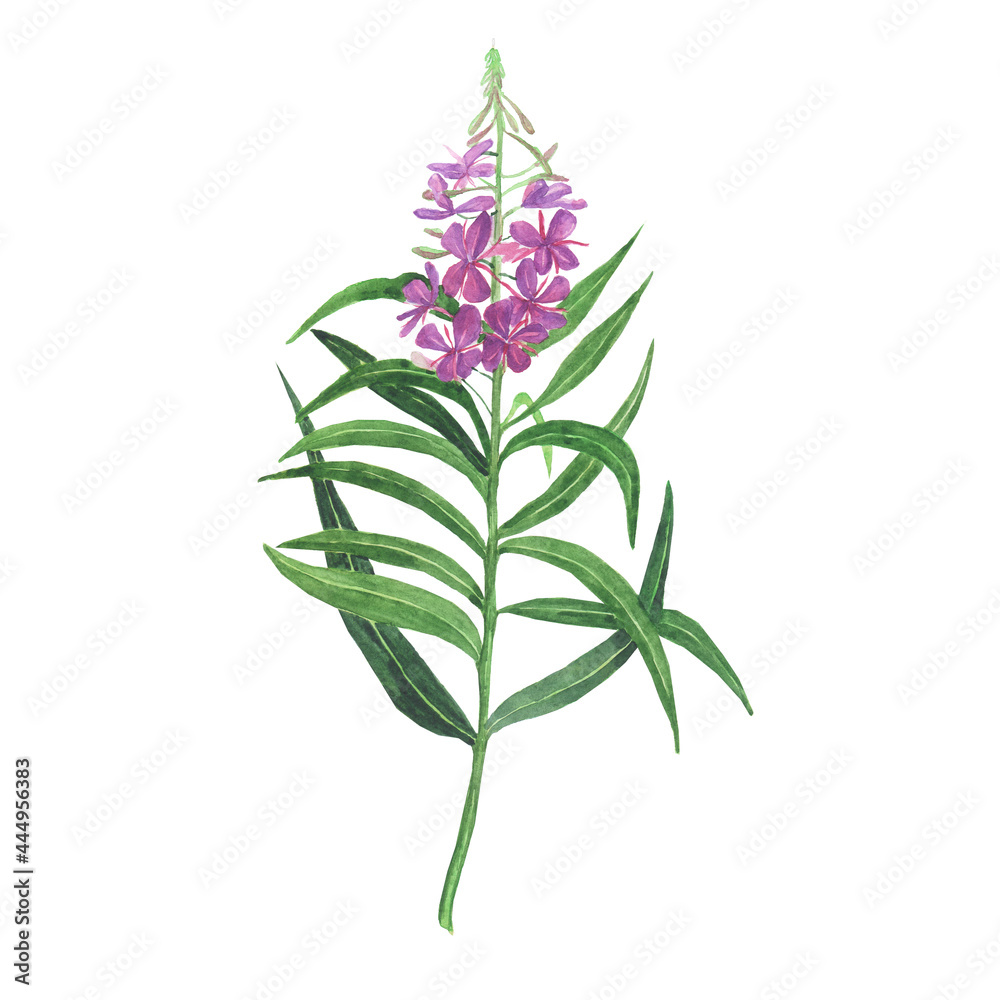 Fototapeta premium Branch of pink fireweed isolated on white background. Watercolor hand drawing illustration. Rosebay for healthy tea.