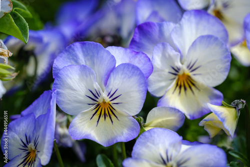 Beautiful bright blue white Pansy flower 