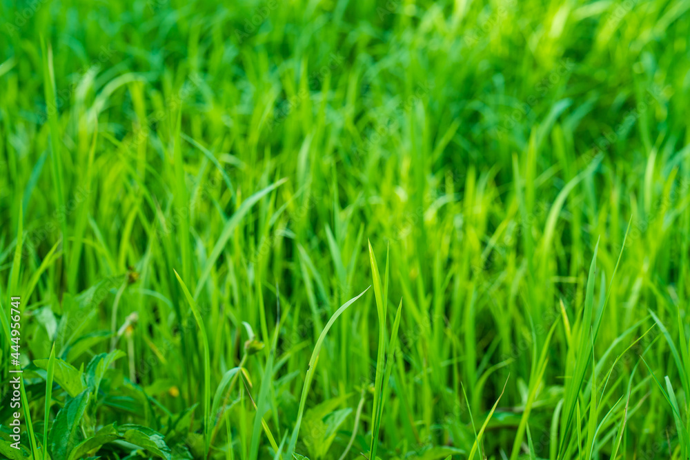 Growing Grass field in summer for background. Growing Grass field in summer for background.