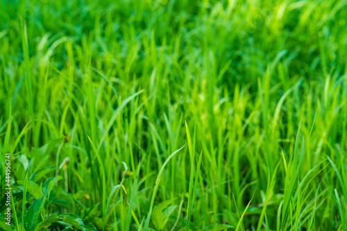 Growing Grass field in summer for background.