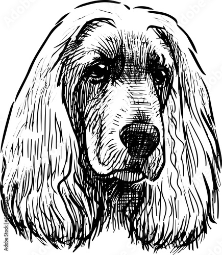 Freehand drawing of portrait purebred sad cocker spaniel