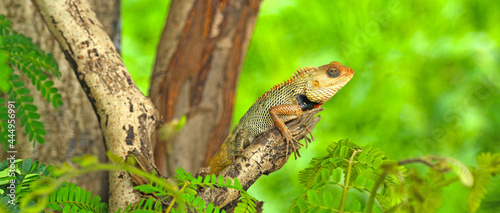 Картината върху платно lizard on a tree