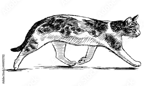 Freehand drawing of walking spotted domestic cat