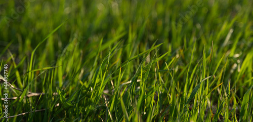 Green grass lawn close up, banner format