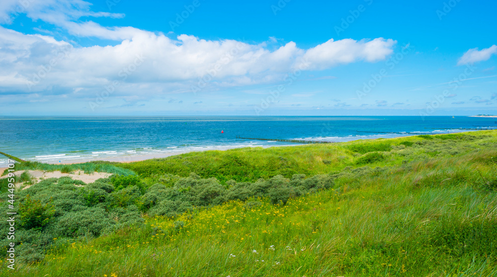Green grassy dunes along the North Sea coast illuminated by the light of a colorful sun and a blue cloudy sky in summer, Walcheren, Zeeland, the Netherlands, July, 2021 Green grassy dunes along the North Sea coast illuminated by the light of a colorful sun and a blue cloudy sky in summer, Walcheren, Zeeland, the Netherlands, July, 2021