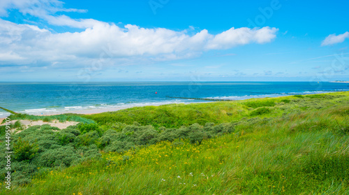 Fototapeta Naklejka Na Ścianę i Meble -  Green grassy dunes along the North Sea coast illuminated by the light of a colorful sun and a blue cloudy sky in summer, Walcheren, Zeeland, the Netherlands, July, 2021