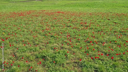Wild red tulips, field of blooming tulips from above