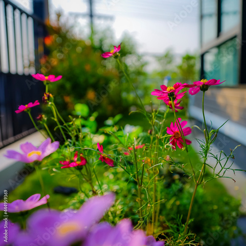 Zinnia flower grows in the garden in front of the house.