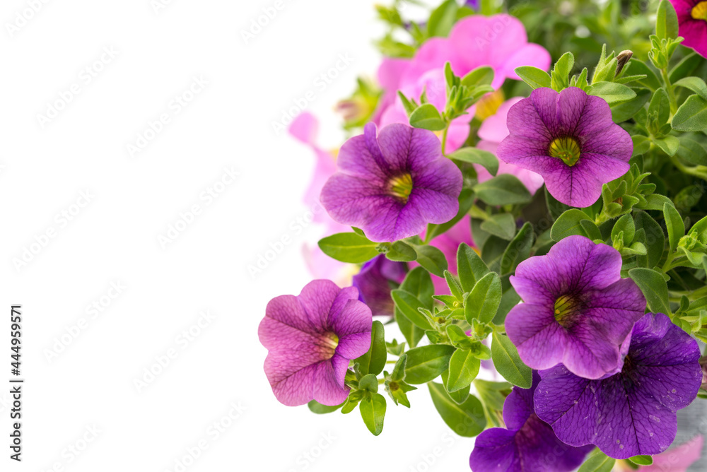 Calibrachoa Calibrachoa