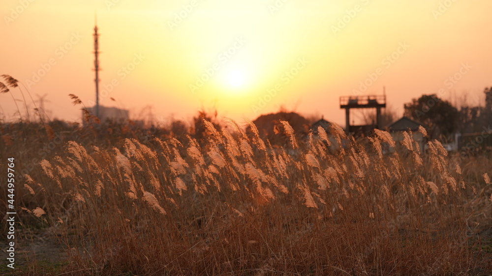 Fototapeta premium The beautiful sunset view with the soft reeds in autumn