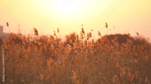 The beautiful sunset view with the soft reeds grass land in the city