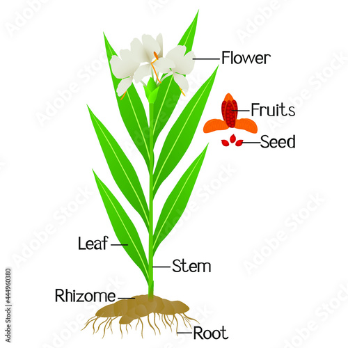 Parts of hedychium coronarium ginger plant isolated on a white.