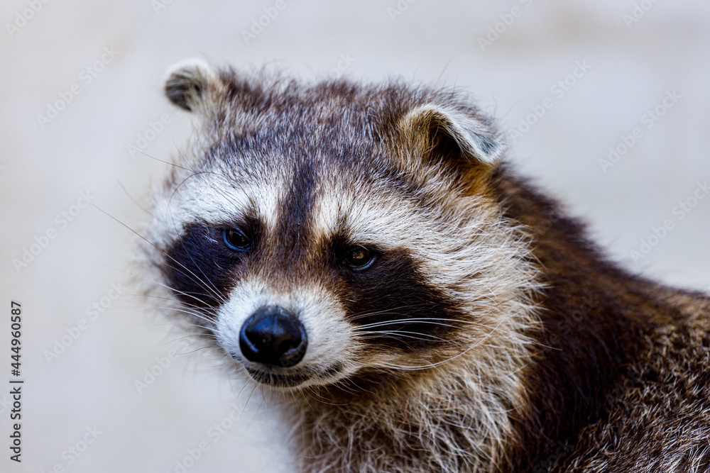 A portrait of a raccoon