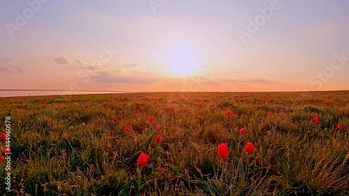 Wild red tulips, field of blooming tulips at sunset, timelapse