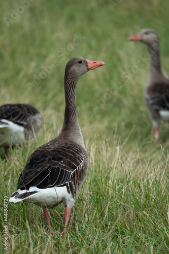 Geese on the grass