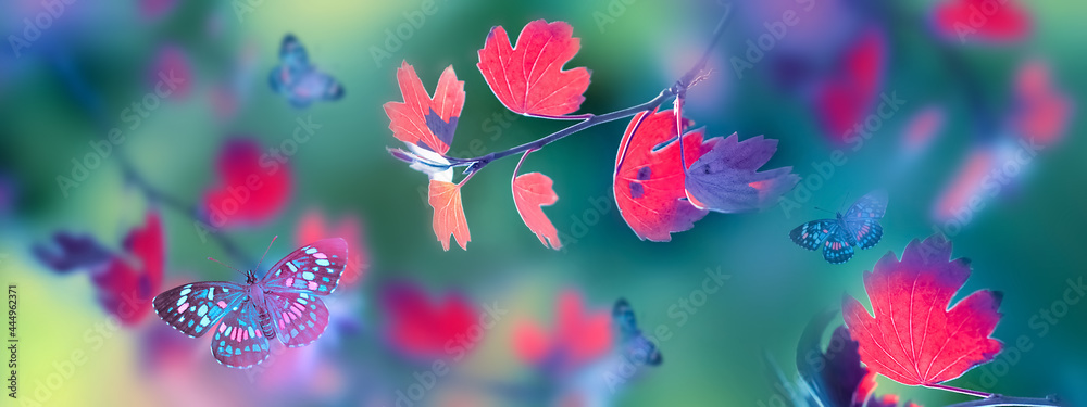 Bright  autumn summer natural background. Colorful leaves  and butterflies in flight in forest. Magical nature of autumn. Banner format.
