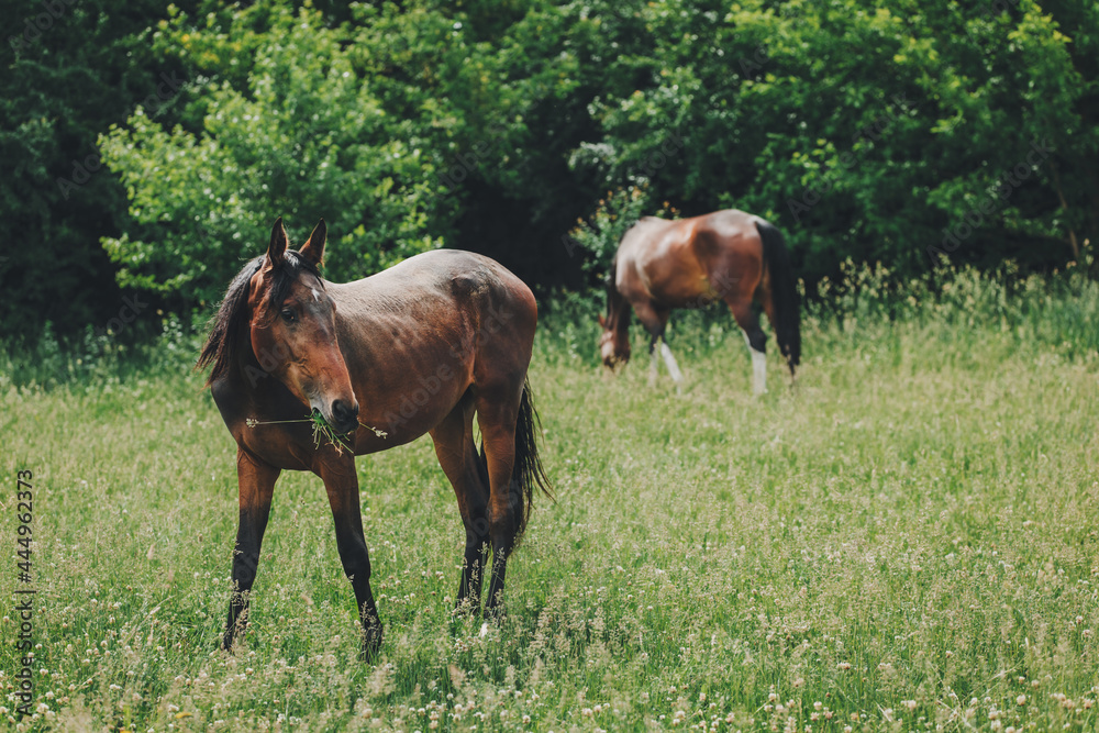 Obraz premium Beautiful horses grazing in the meadow. Summer meadow in a sunny day.