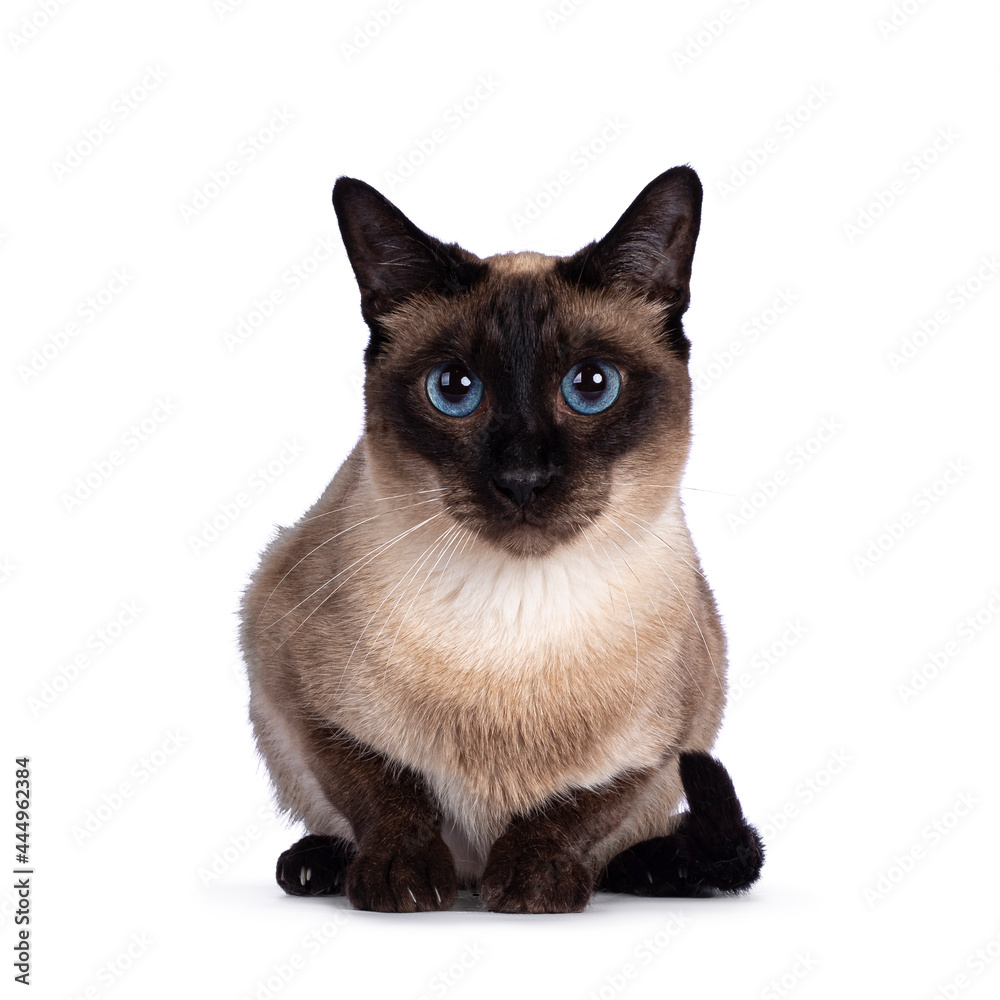 Young adult seal Thai cat, laying down facing front. Looking towards camera with mesmerizing blue eyes. isolated on a white background.