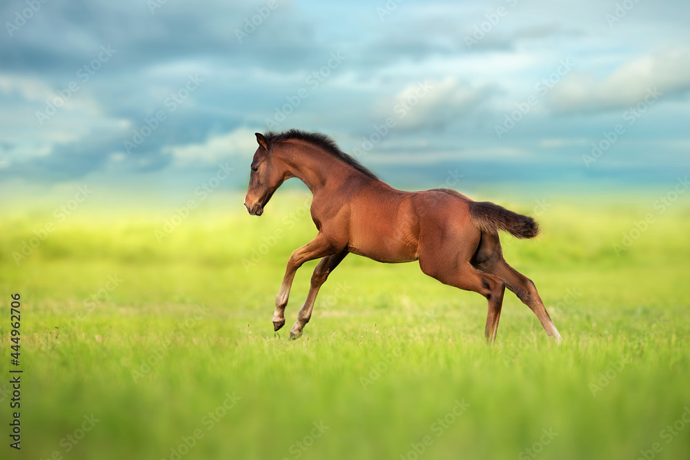 Fototapeta premium Bay foal run in green meadow