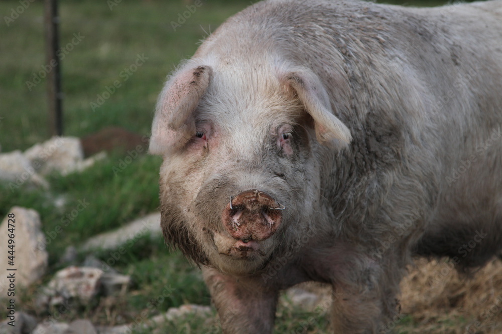 pig in the field outdoors pig in the field outdoors