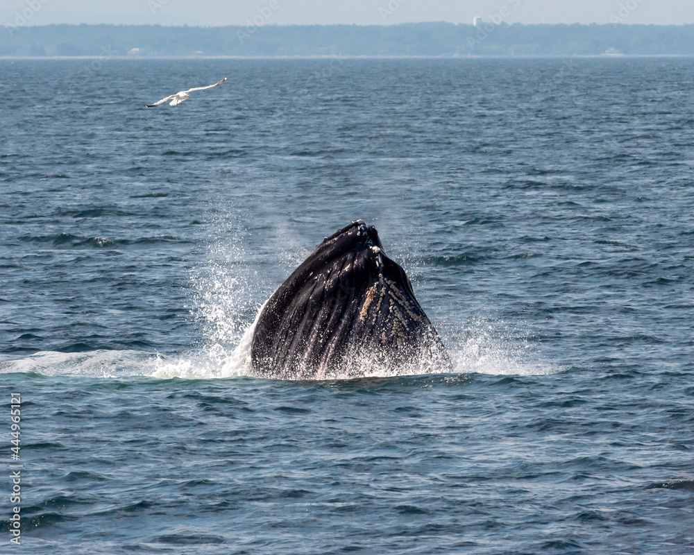 Fototapeta premium Humpback Whale - Breeching Surface