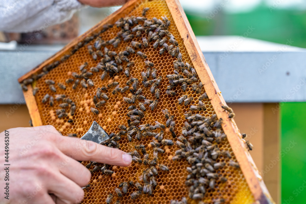 beekeepers inspect bees on a wax frame in a beekeeping