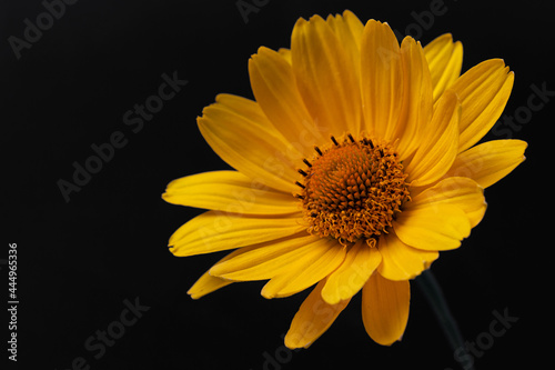 Yellow daisy gerbera or rudbeckia flower on a black background