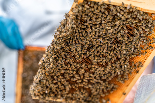 wax frame in bee hive, honey production