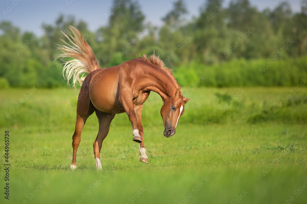 mare and foal