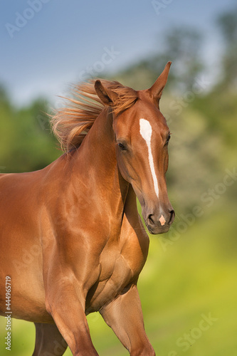 Red horse run free in summer field © callipso88