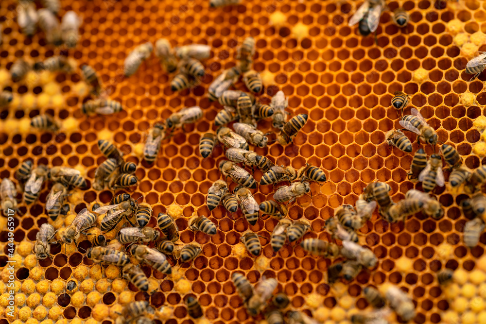 wax frame in bee hive, honey production wax frame in bee hive, honey production