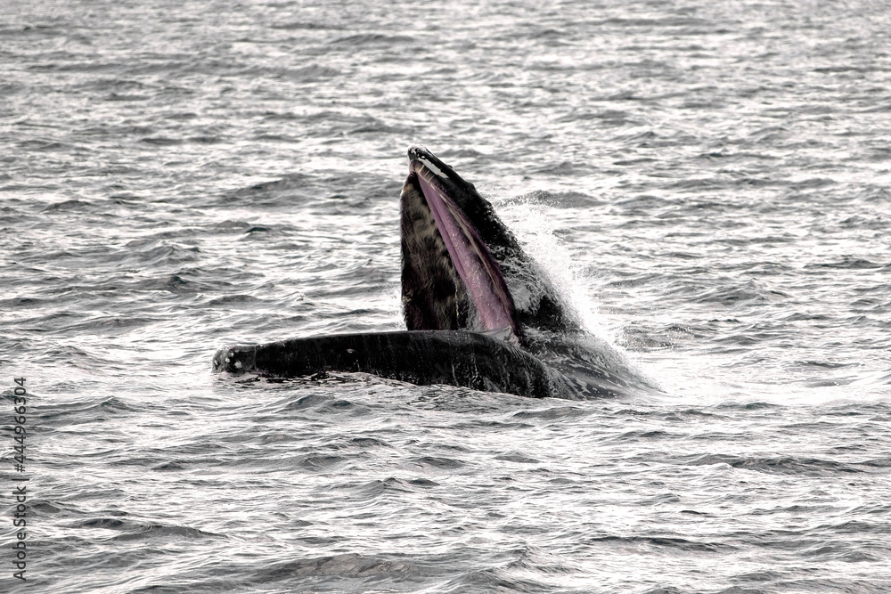 Fototapeta premium Humpback Whale - Feeding