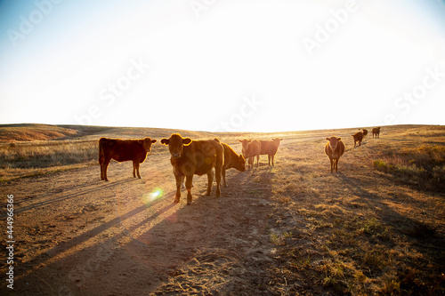 Cows on a farm © Hailey